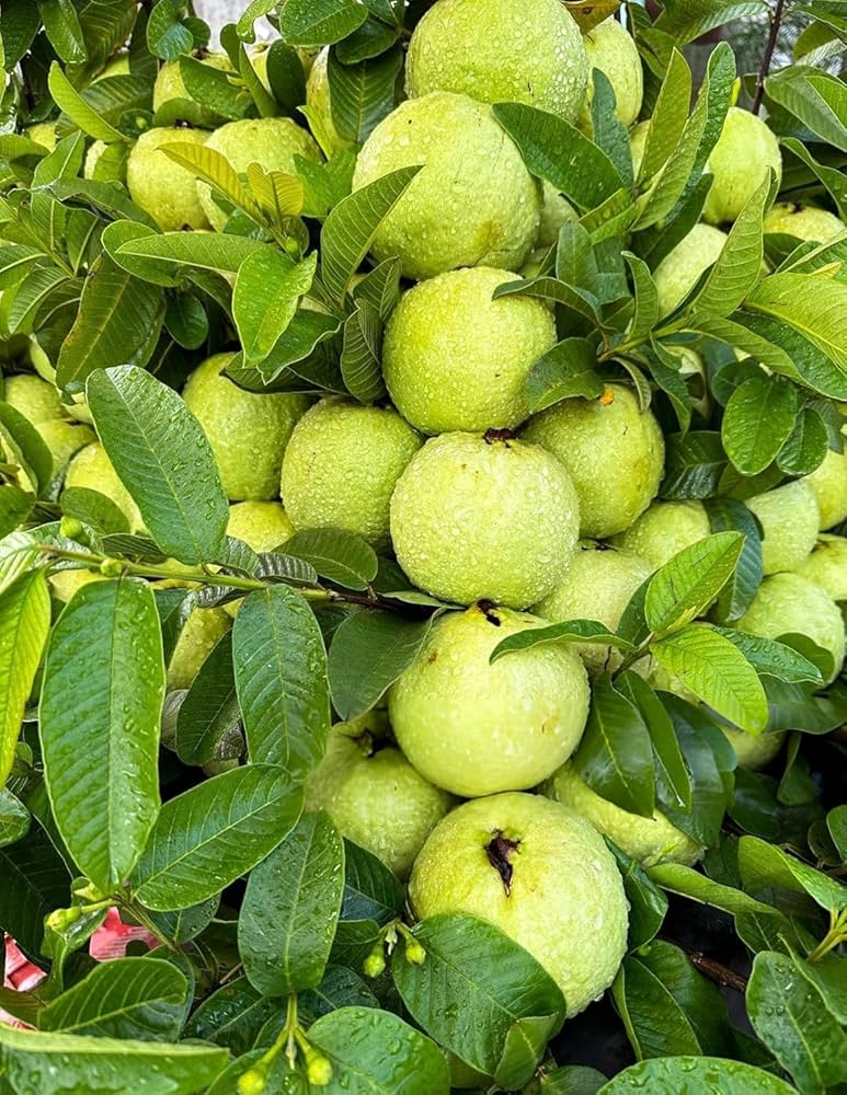 VNR Bihi Guava Plants — Guava sapling available at Agro Nursery Garden